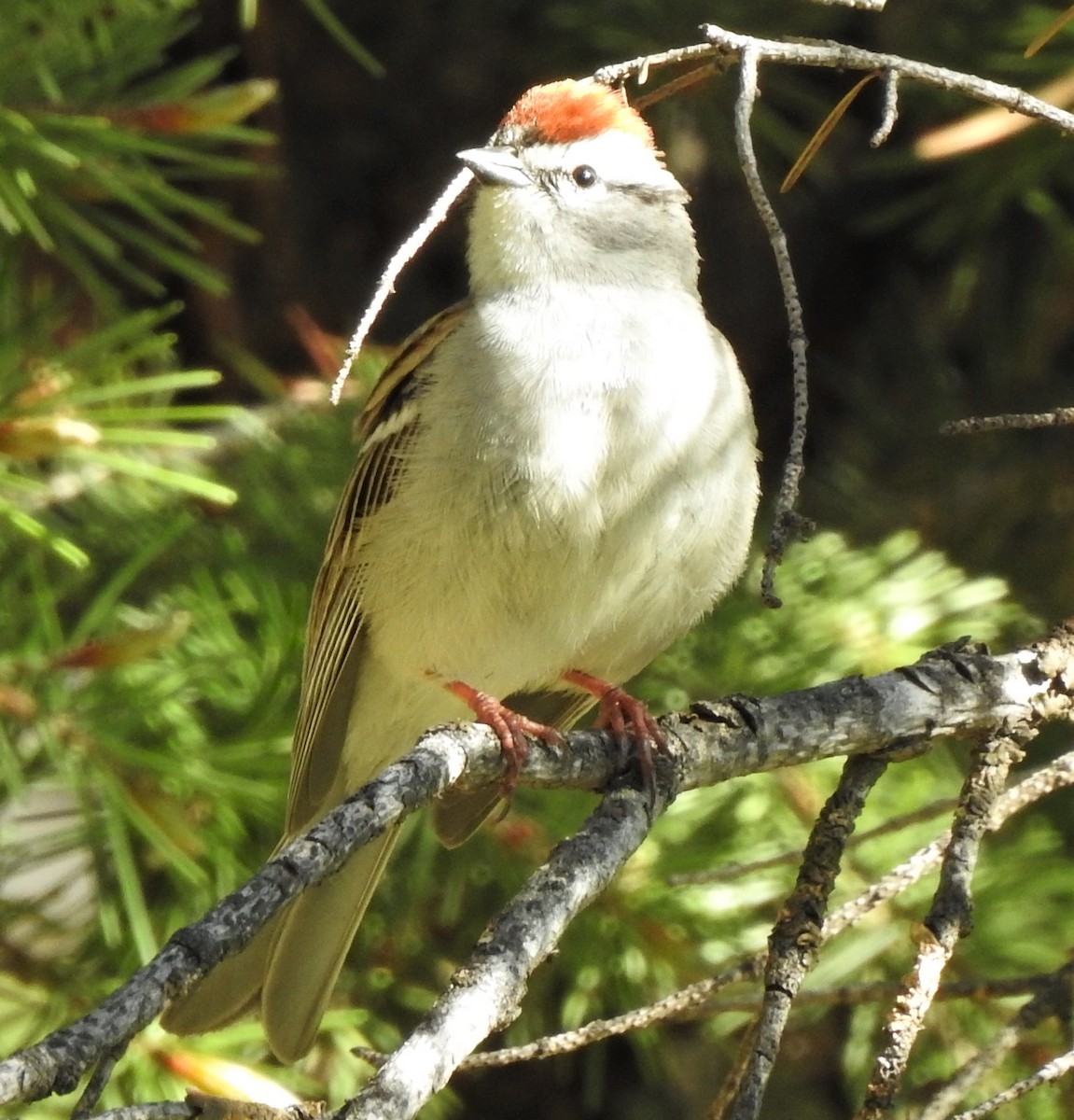 Chipping Sparrow - ML240424731