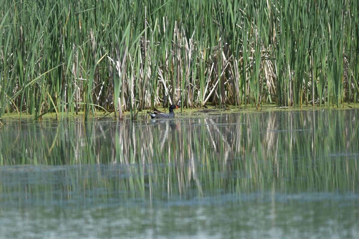 Common Gallinule - ML240425981