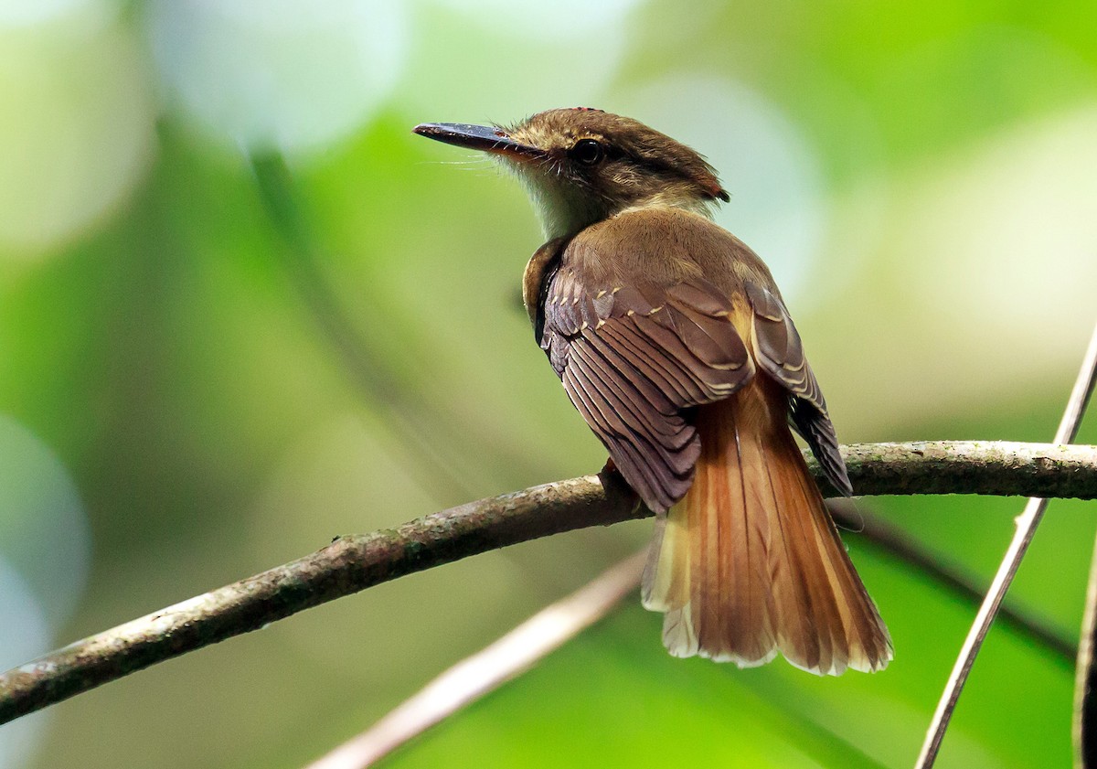 Tropical Royal Flycatcher - ML240427581