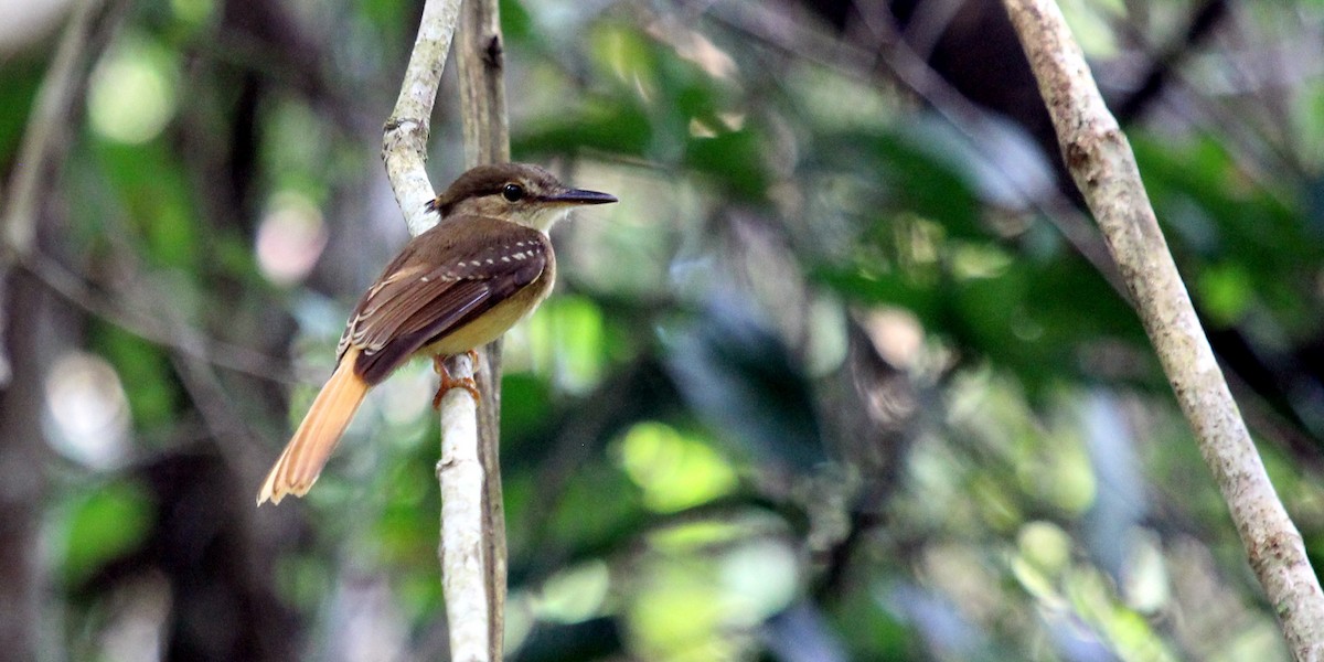 Tropical Royal Flycatcher - ML240428001