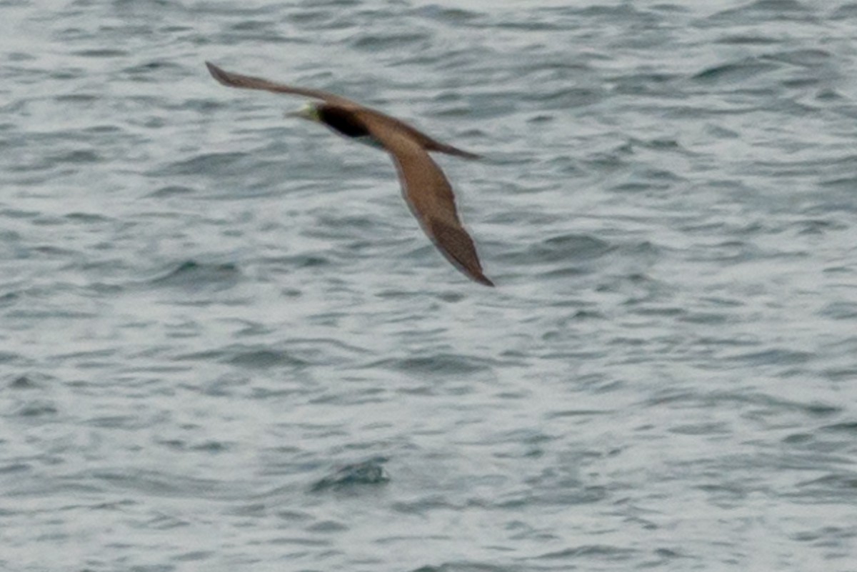 Brown Booby - Connie Madia