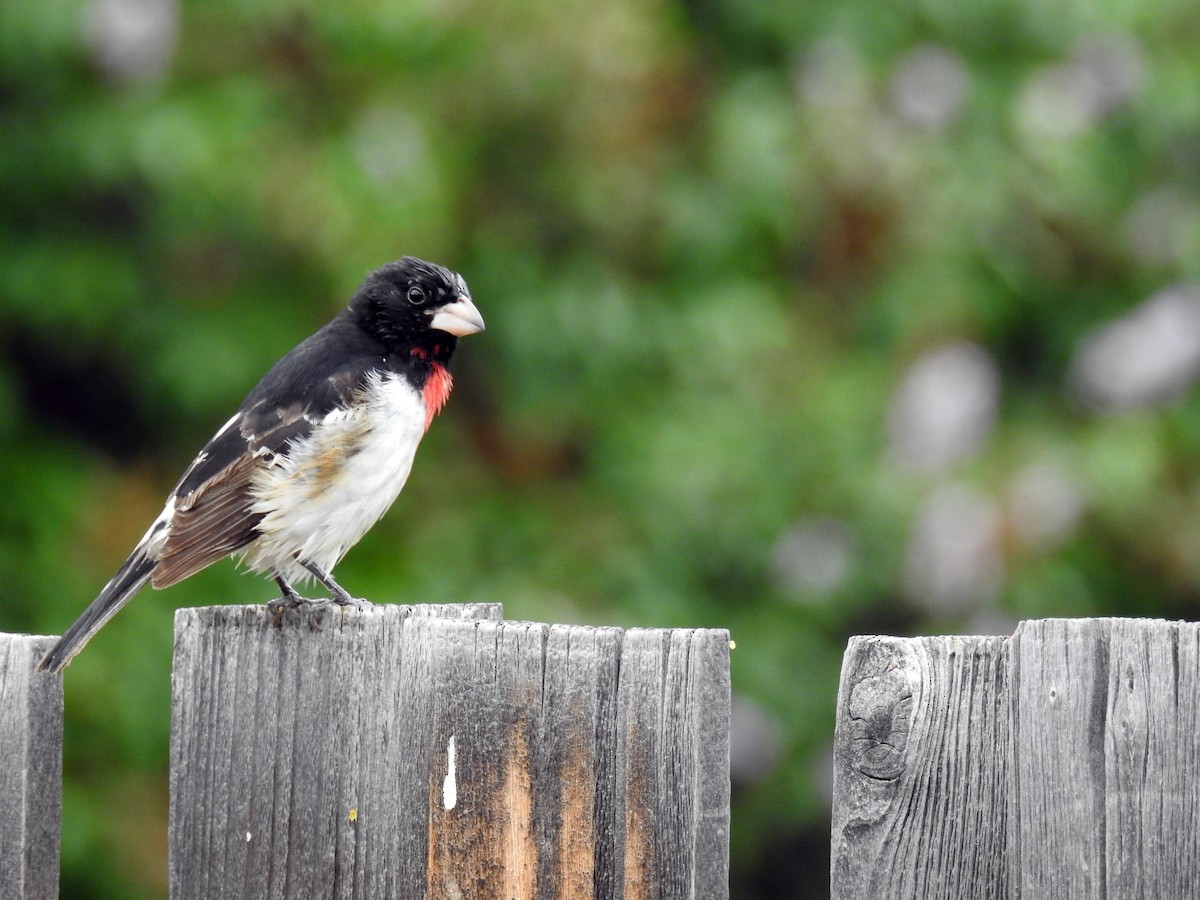 Rose-breasted Grosbeak - ML240429401