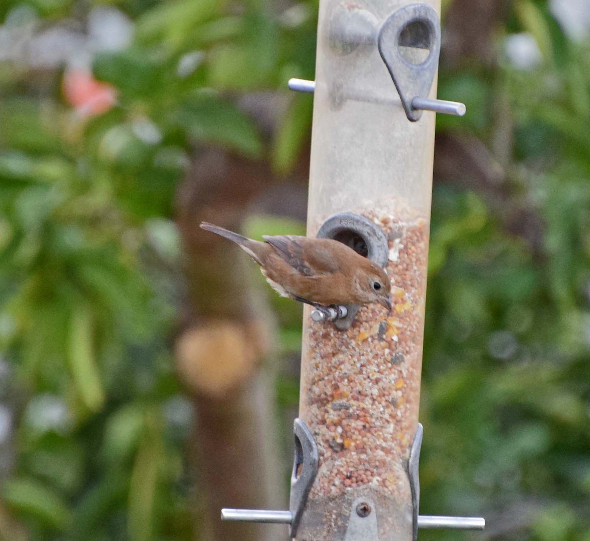 Varied Bunting - ML240431121