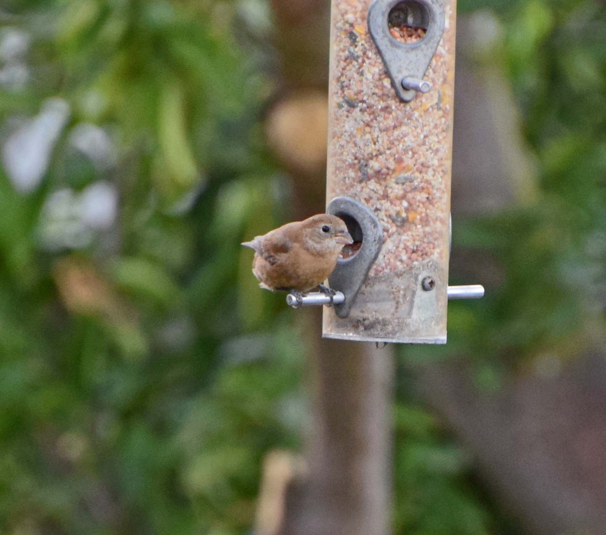 Varied Bunting - ML240431141