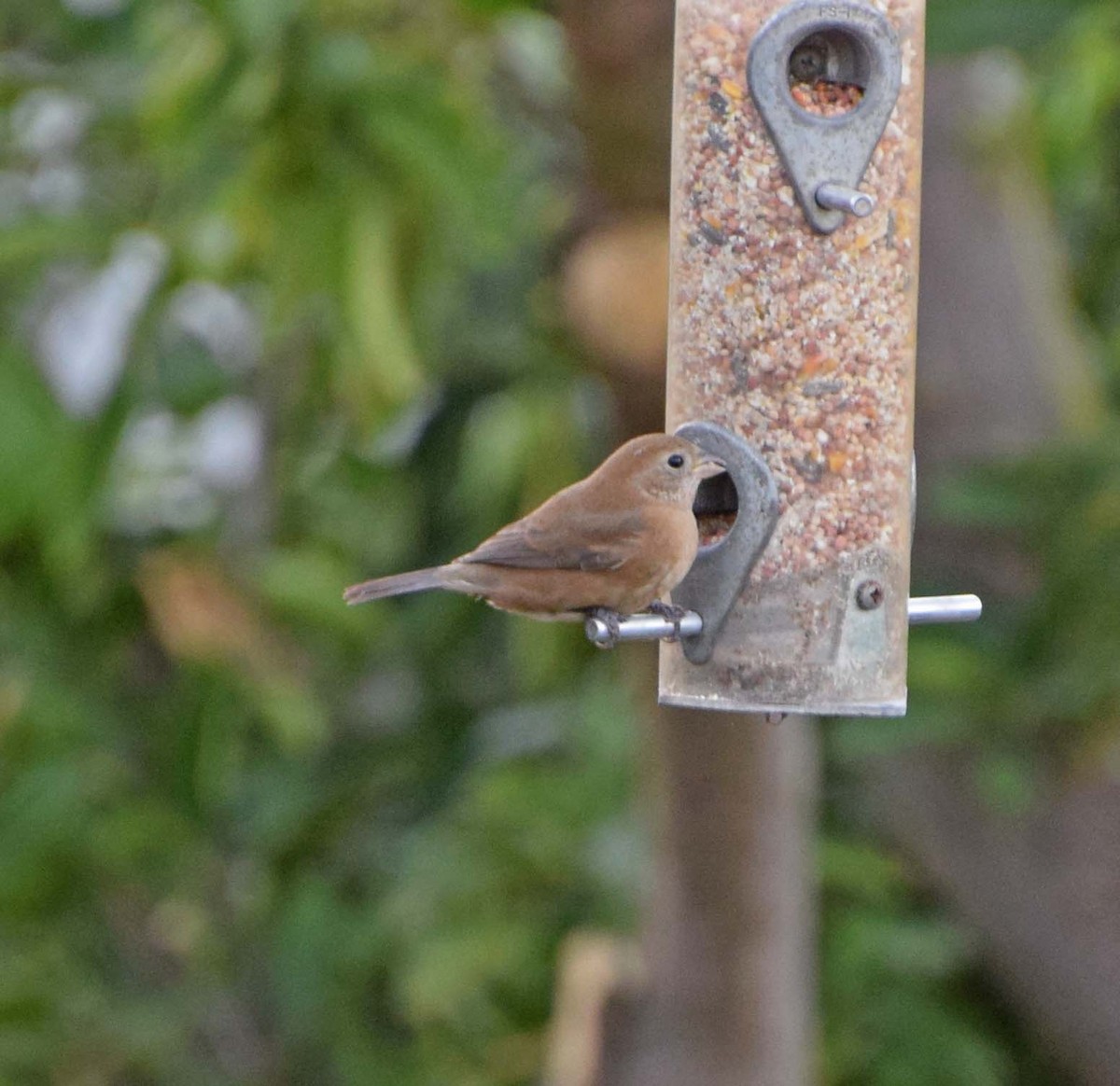 Varied Bunting - ML240431151