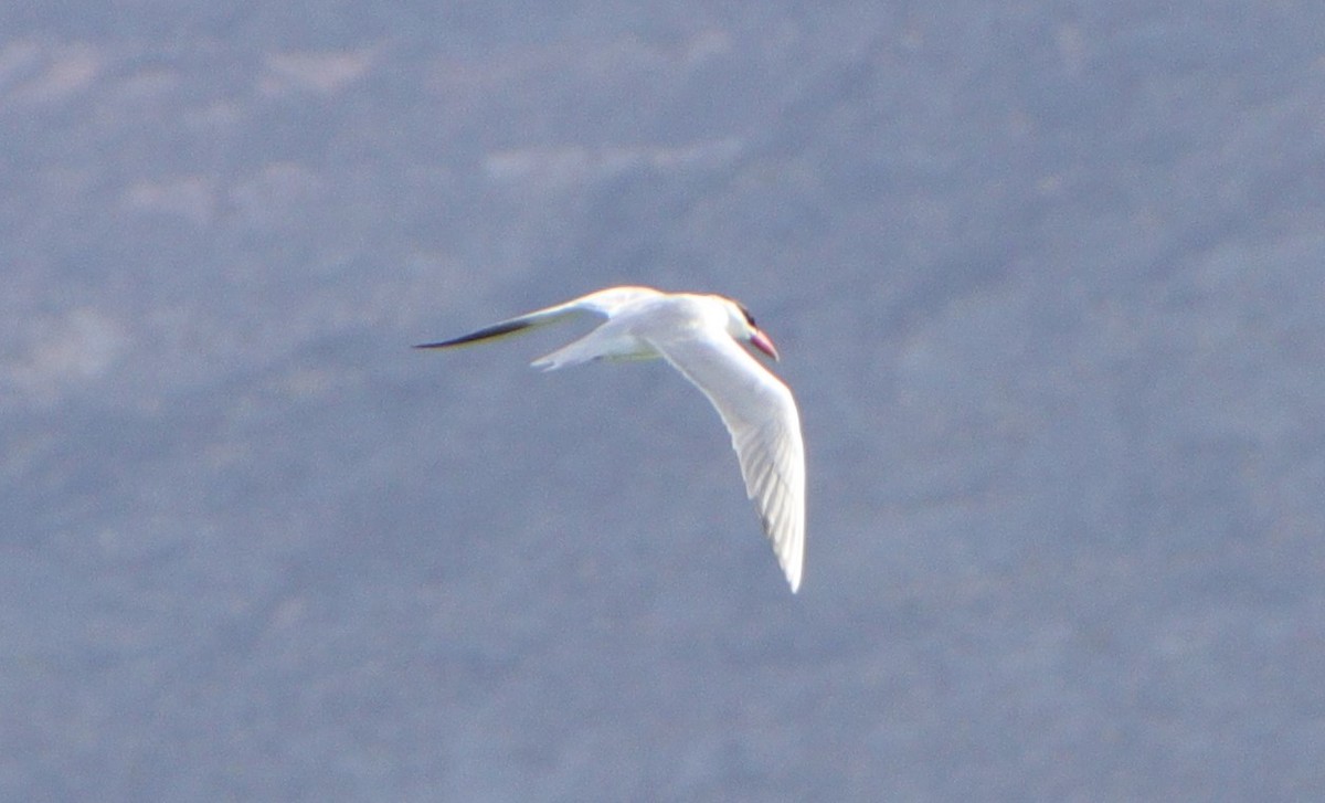 オニアジサシ - ML240431401