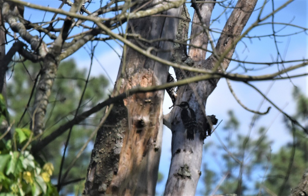 Hairy Woodpecker - ML240431421