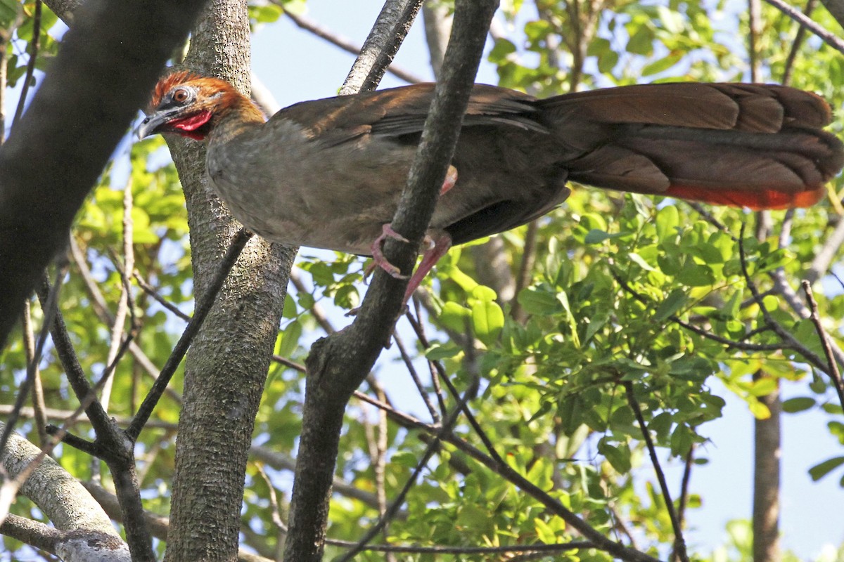 Variable Chachalaca - Leonildo Piovesan