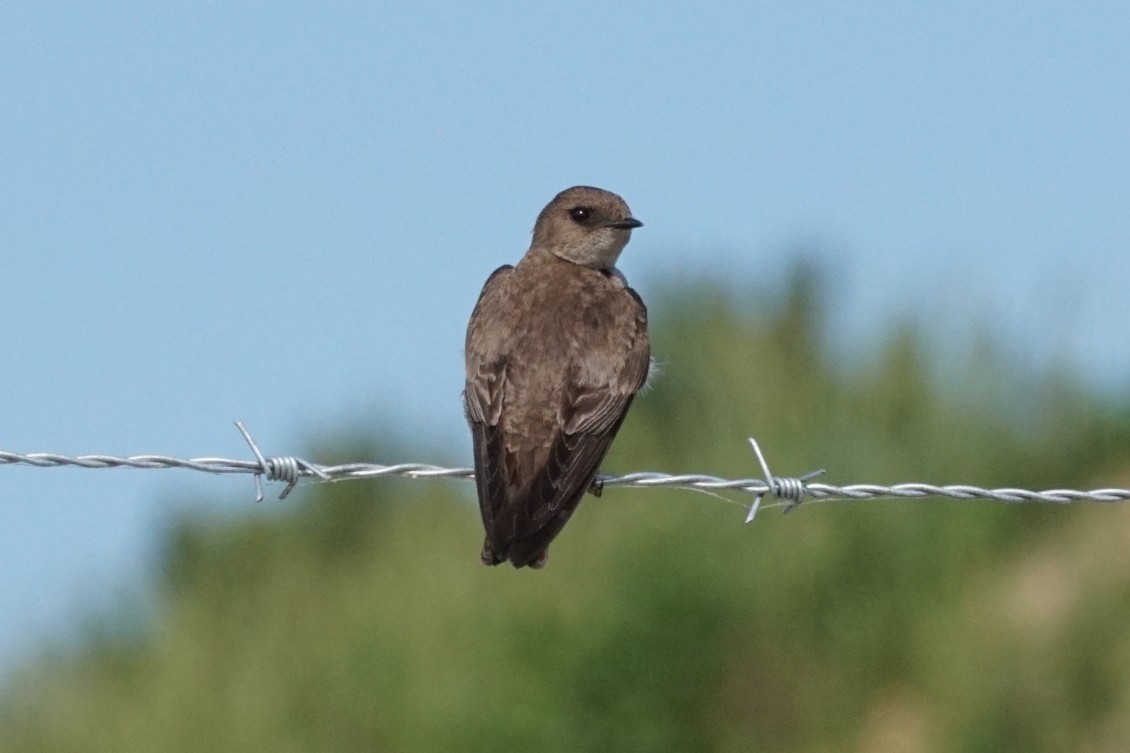 Northern Rough-winged Swallow - ML240432981