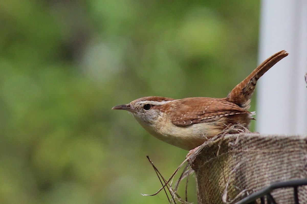 Carolina Wren - ML240434551