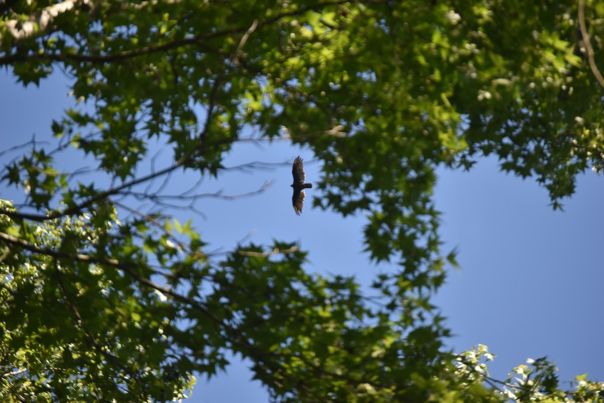 Turkey Vulture - ML240434721