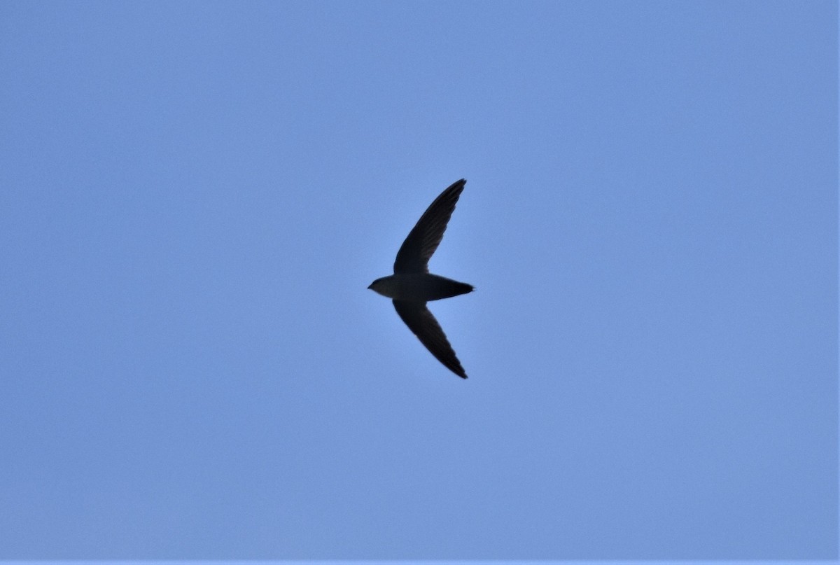 Chimney Swift - ML240435381