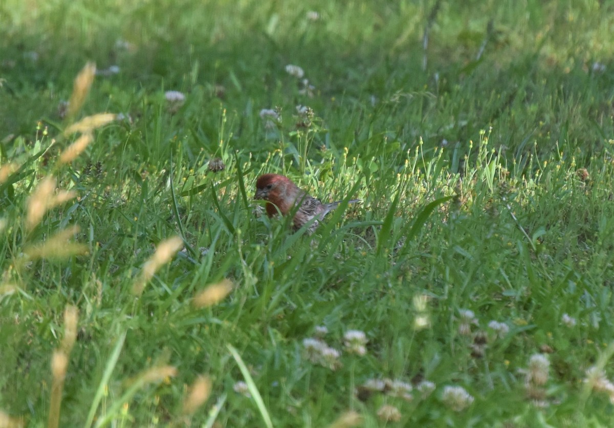 House Finch - ML240435511