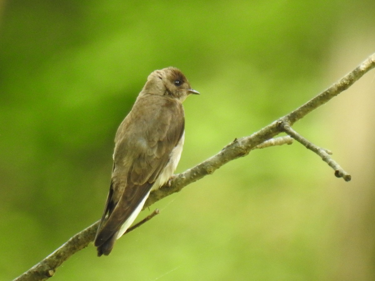 Northern Rough-winged Swallow - ML240436251