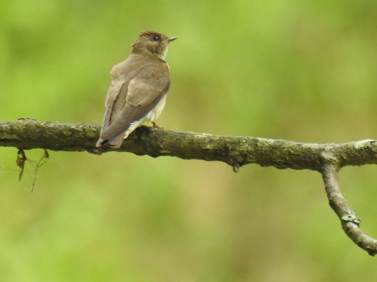 Northern Rough-winged Swallow - ML240436301