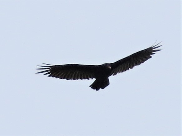 Turkey Vulture - ML240436351
