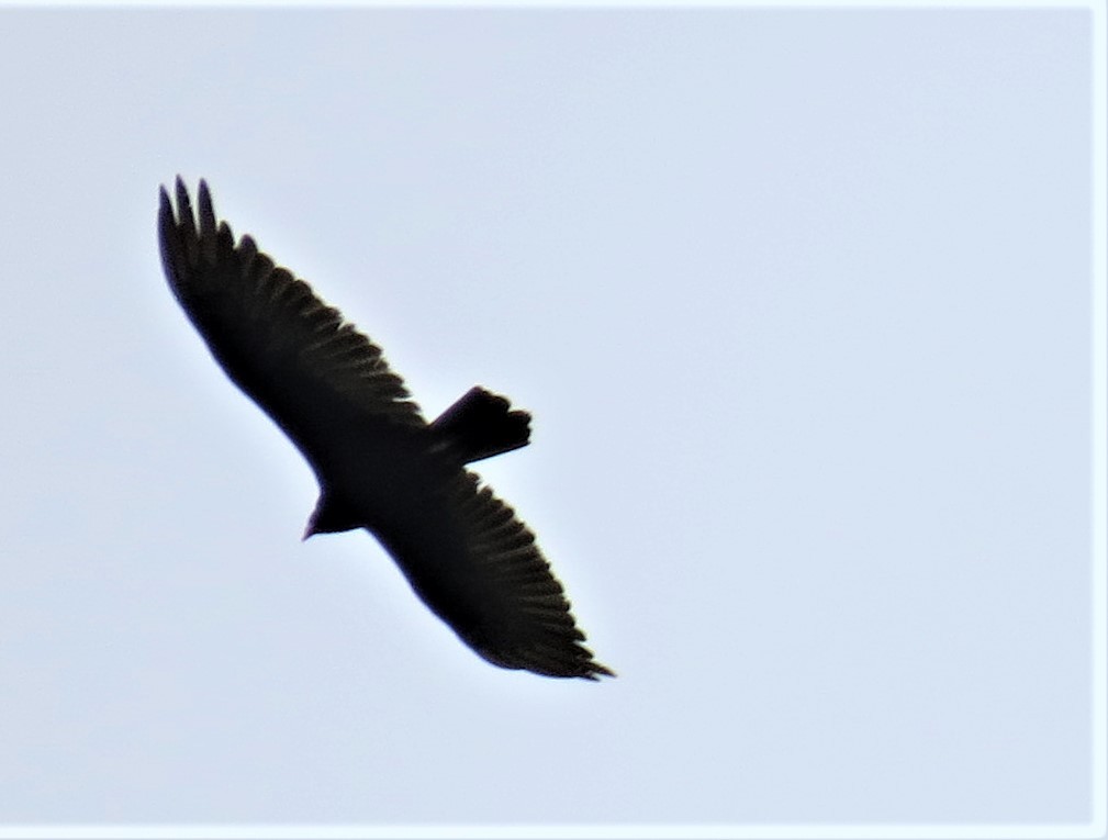 Turkey Vulture - ML240436451