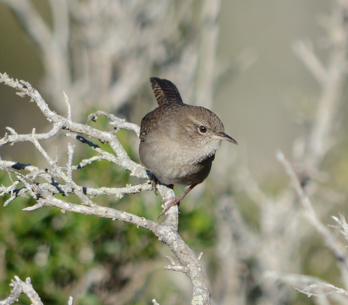 Northern House Wren - Brad Rangell