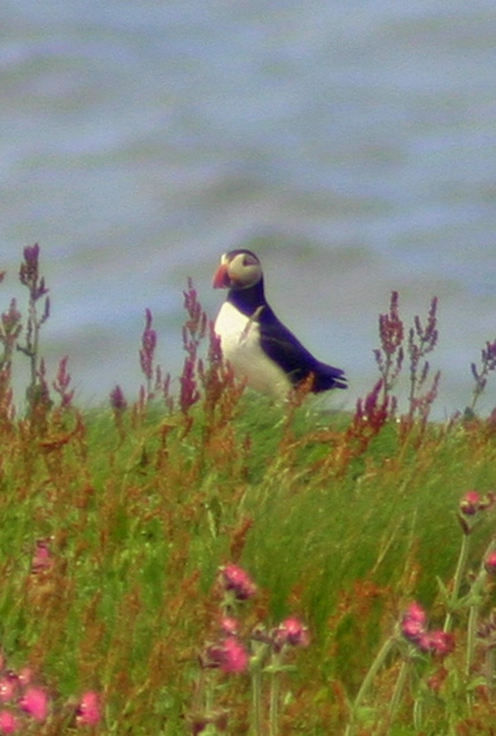 Atlantic Puffin - ML240438311