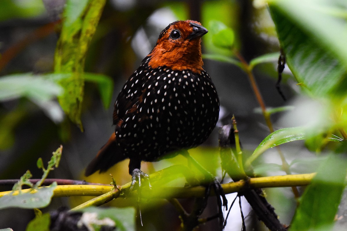 Tapaculo Ocelado - ML240440681