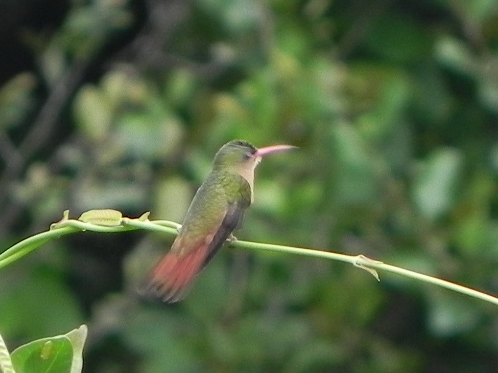 kolibřík ryšavý - ML240443041