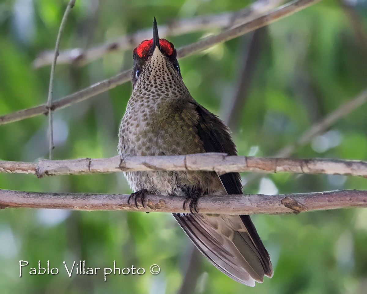 Colibri du Chili - ML240443271