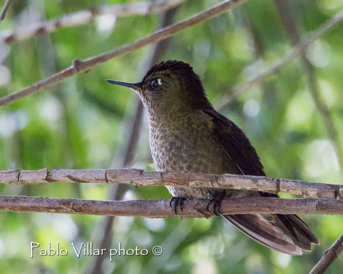 Colibri du Chili - ML240443281