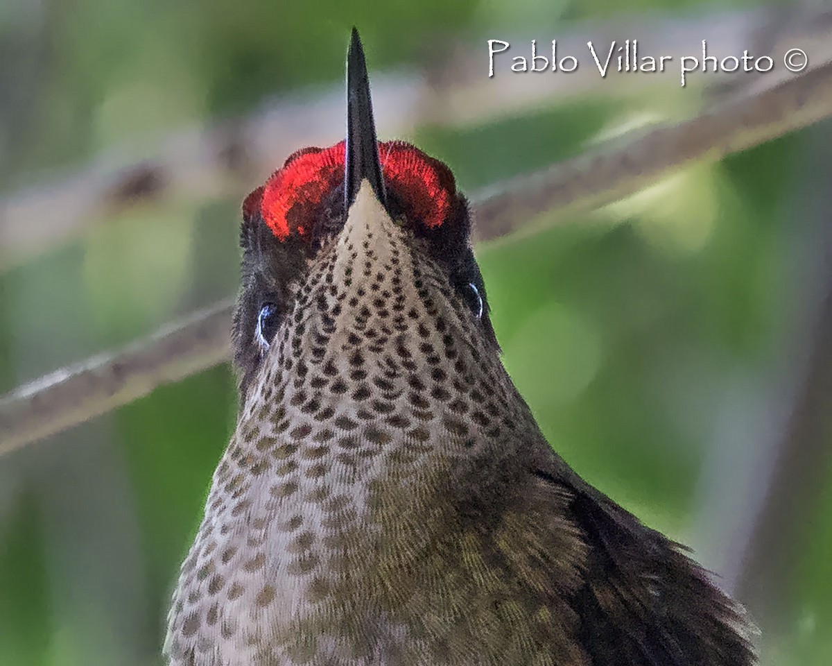 Colibri du Chili - ML240443301