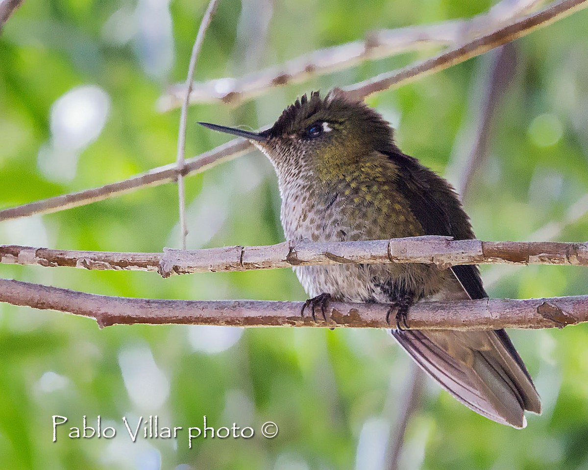 Colibri du Chili - ML240443331