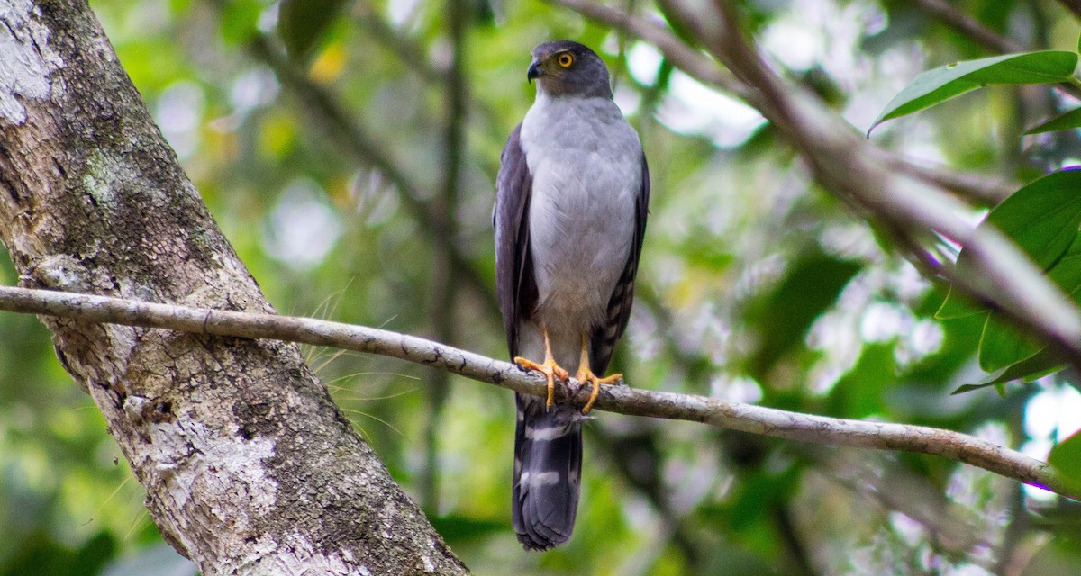 Bicolored Hawk - ML240443741