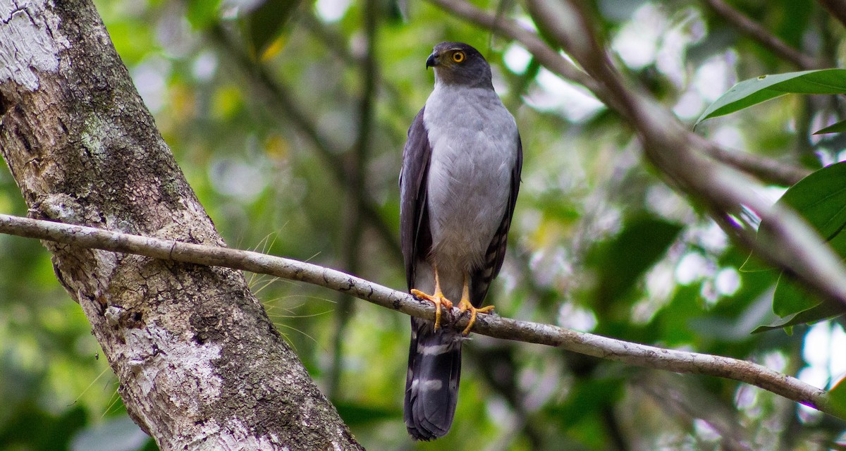 Bicolored Hawk - ML240443751