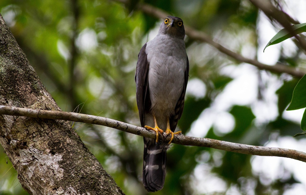 Bicolored Hawk - ML240443761