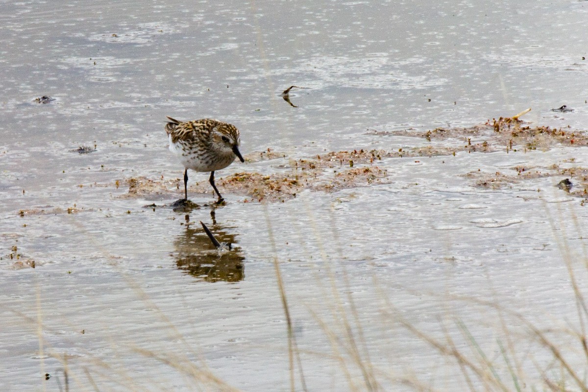 Semipalmated Sandpiper - ML240444501