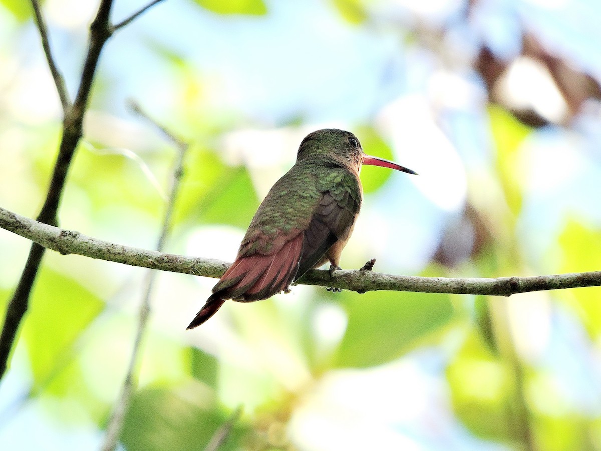 kolibřík ryšavý - ML240445091