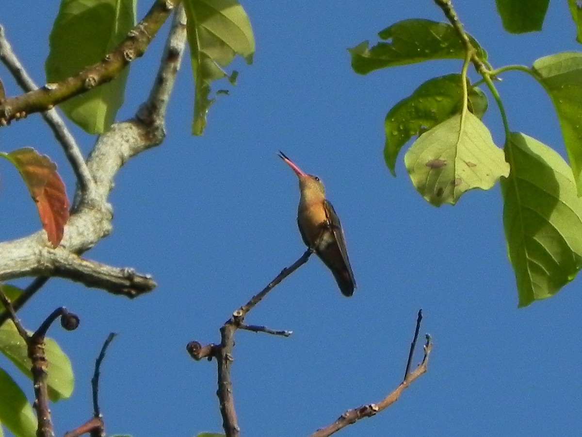 Tarçın Renkli Kolibri - ML240445451