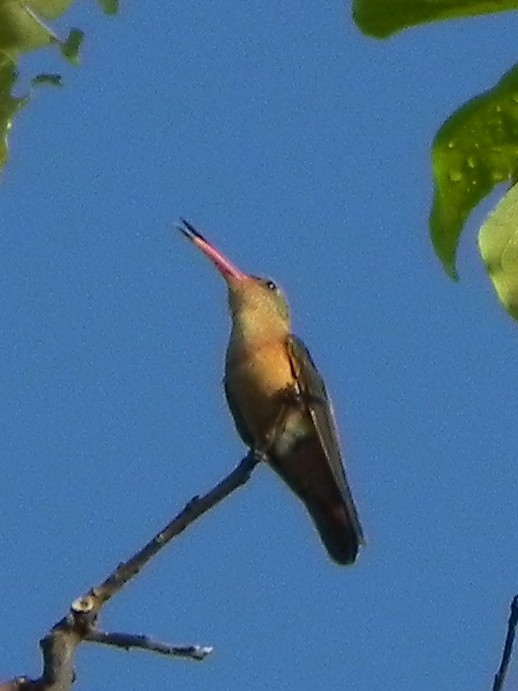 kolibřík ryšavý - ML240445611