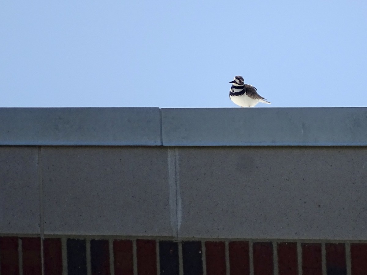 Killdeer - ML240447641