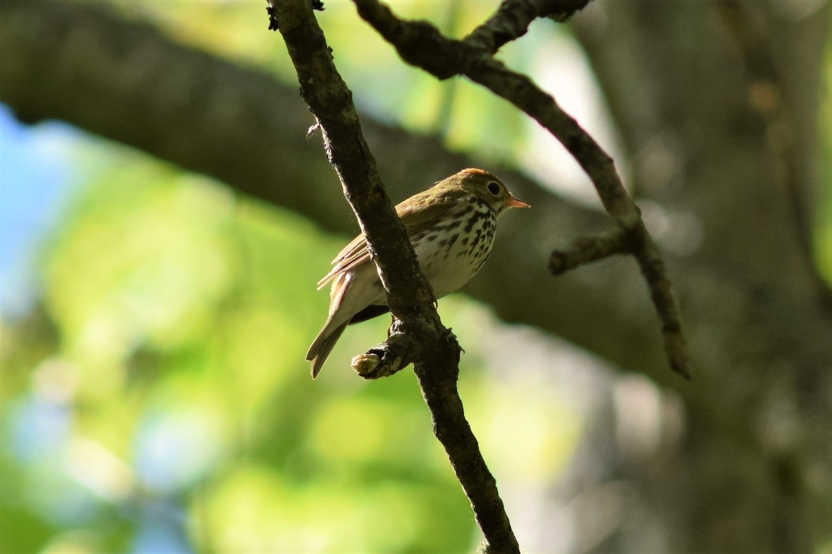 Ovenbird - ML240449201