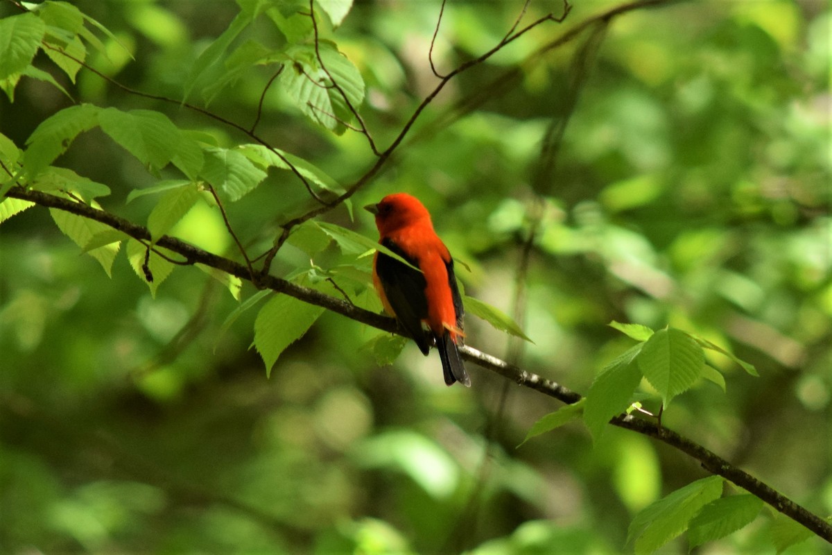 Scarlet Tanager - ML240449331