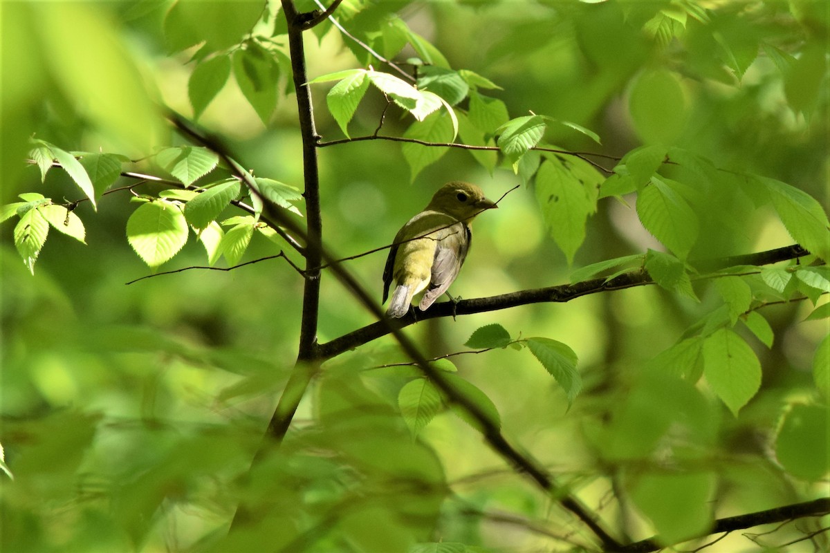 アカフウキンチョウ - ML240449351