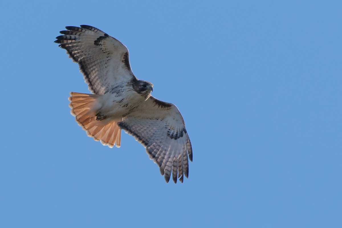 Red-tailed Hawk - ML24044971