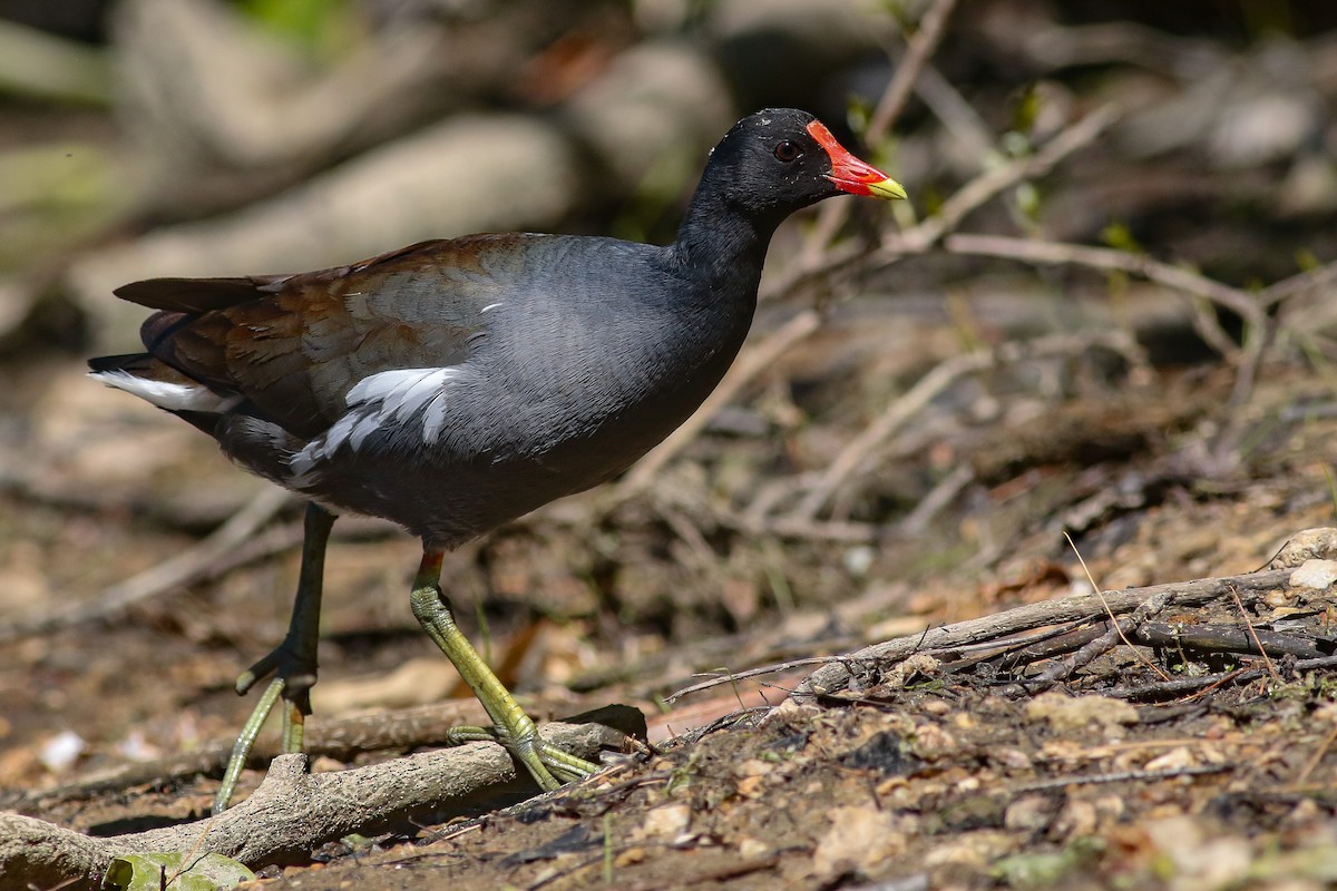 Common Gallinule - ML240450081