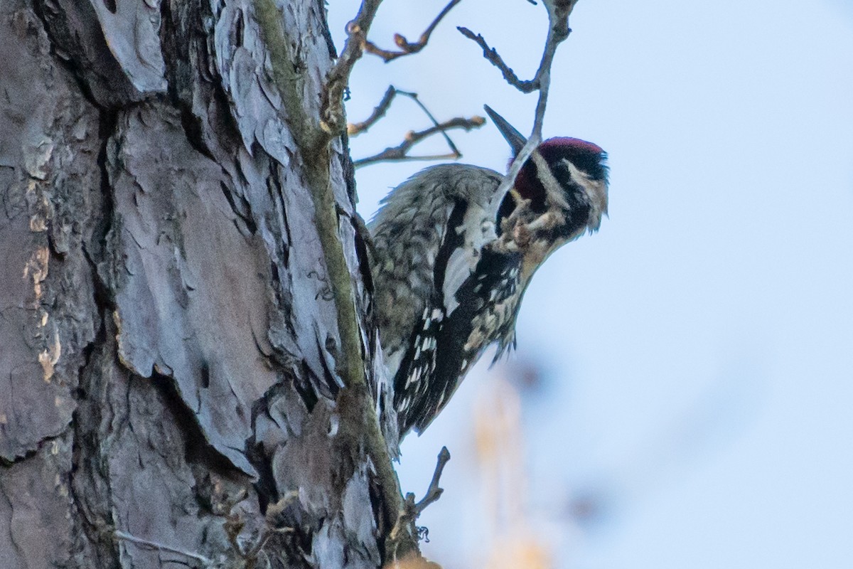 Yellow-bellied Sapsucker - ML24045041