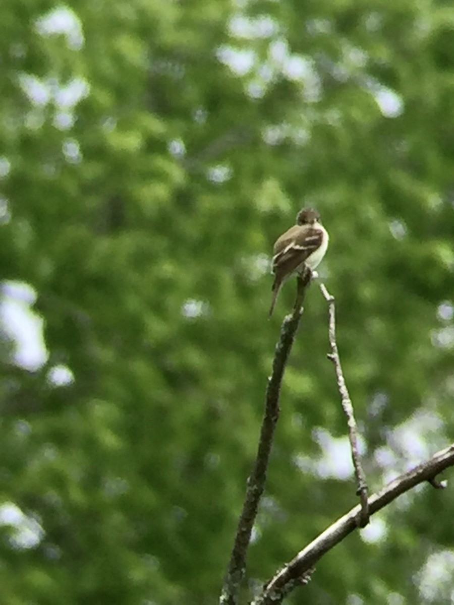 Willow Flycatcher - Gary Denton