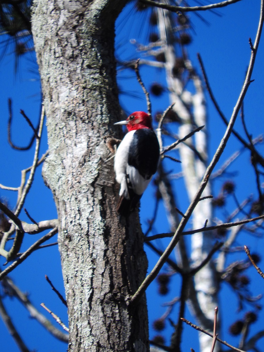 Red-headed Woodpecker - Eric Haskell