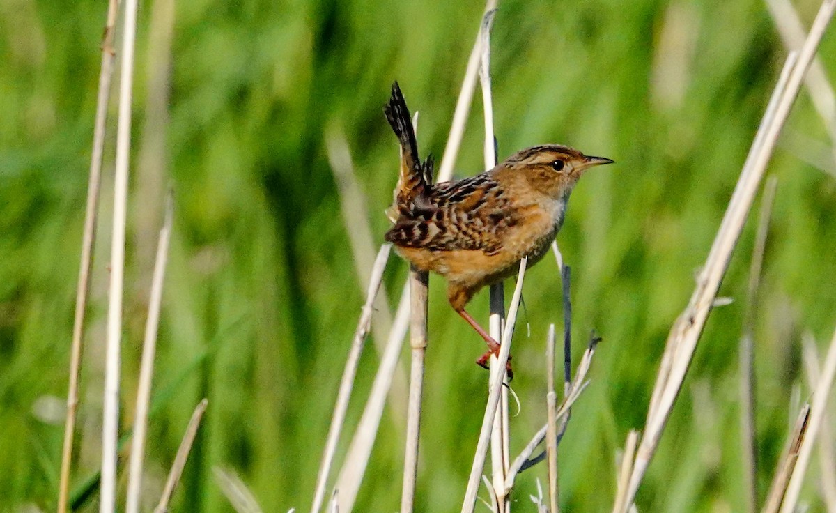 Sedge Wren - Gale VerHague