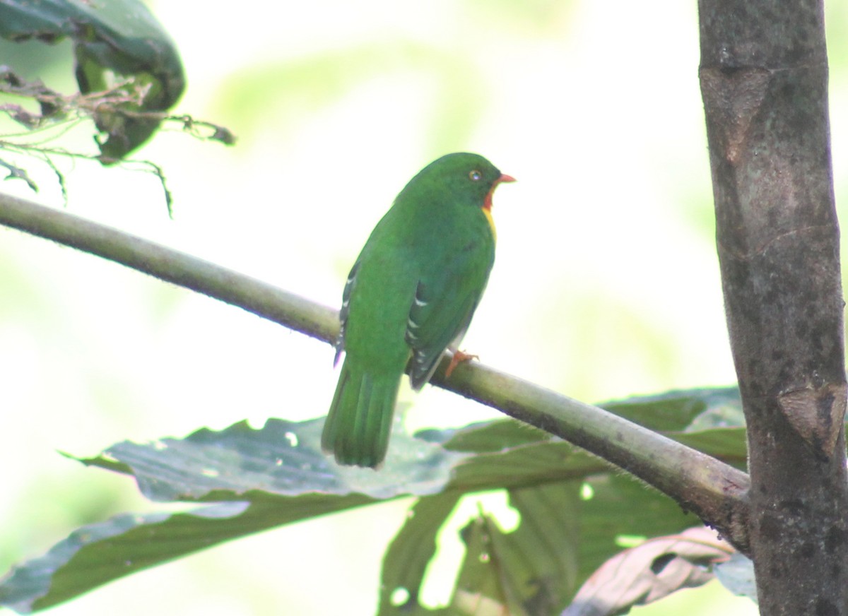 Scarlet-breasted Fruiteater - ML240453921