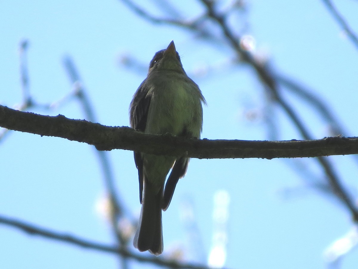 Eastern Wood-Pewee - ML240454461