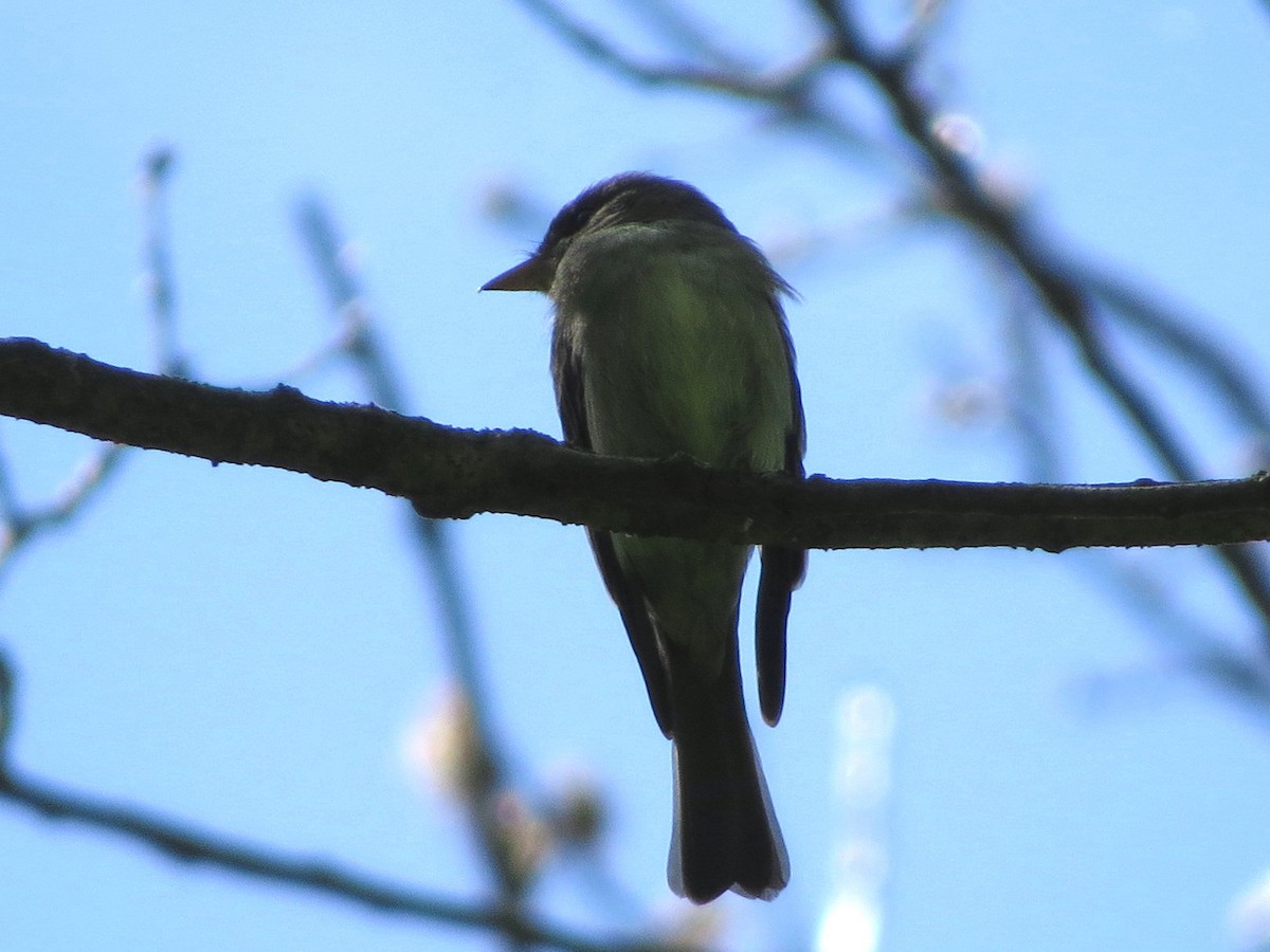 Eastern Wood-Pewee - Bill Nolting