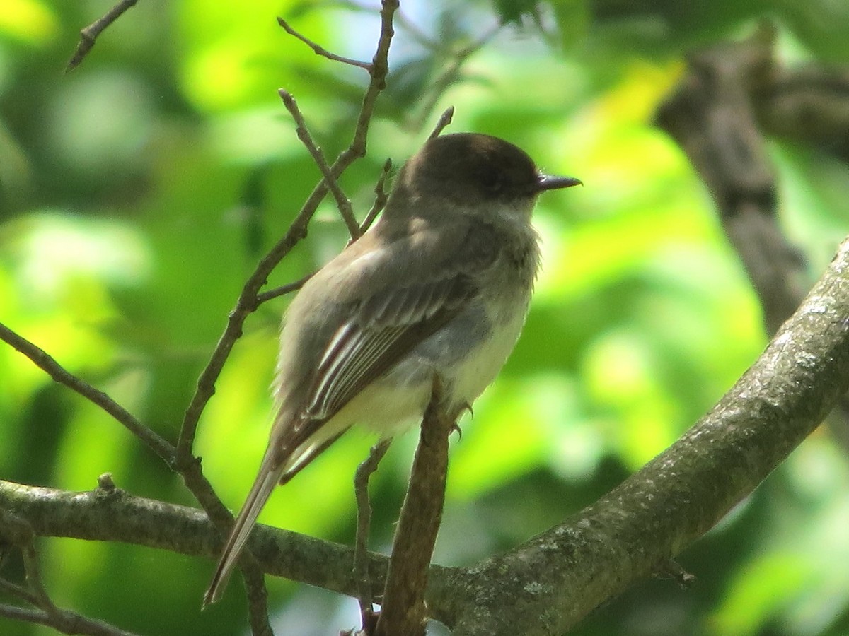 Eastern Phoebe - ML240454571